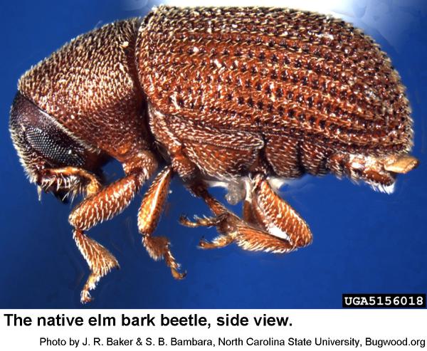 Thumbnail image for Native Elm Bark Beetle